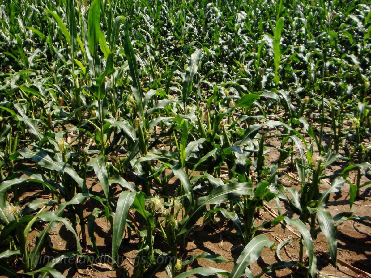 Food Plot Choices What To Plant? Ultimate Land Listings