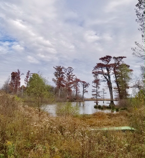 94 Acres +/ Farm Land, along Cache River Ultimate Land Listings