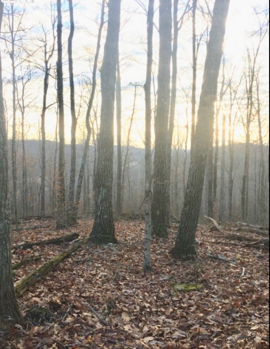 30 ACRES TIMBER LAND! Ultimate Land Listings