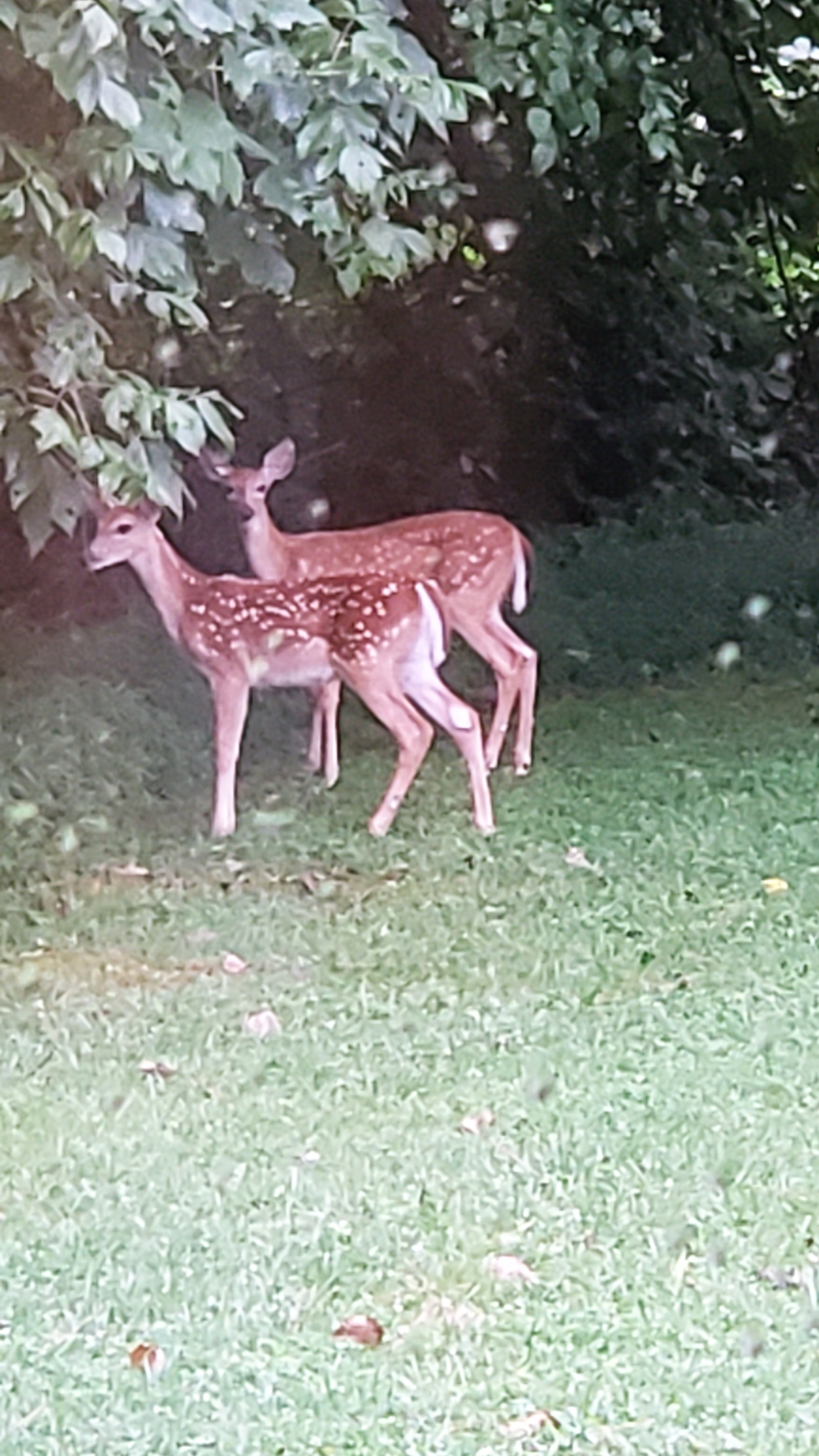 Hunting/Farming/Timber Land by Owner in Wilkinson County, GA