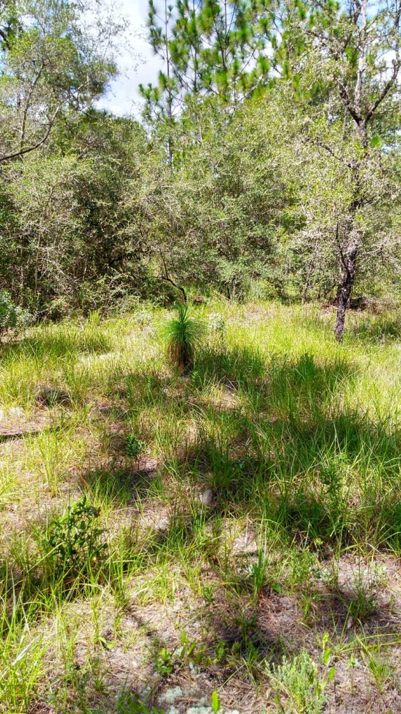 42,000 6 acres Washington County FL Ultimate Land Listings