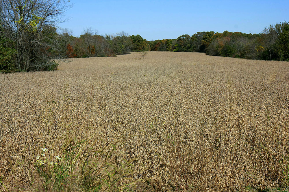 bean field in Iowa