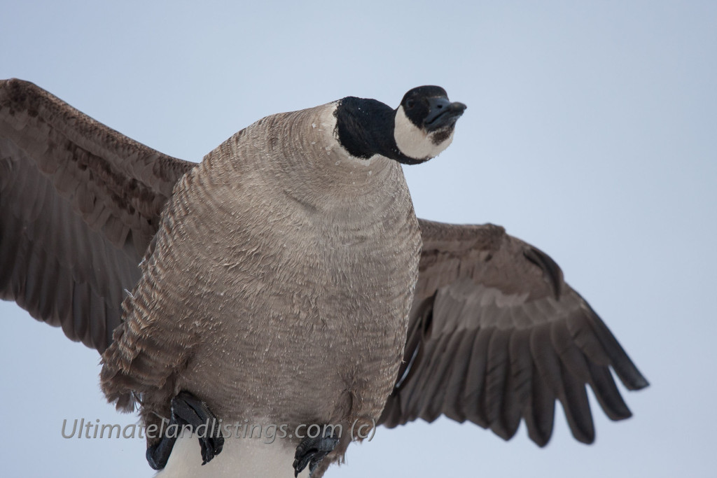 Large Canada goose heading down and staring hard at the other waterfowl beneath on the water.