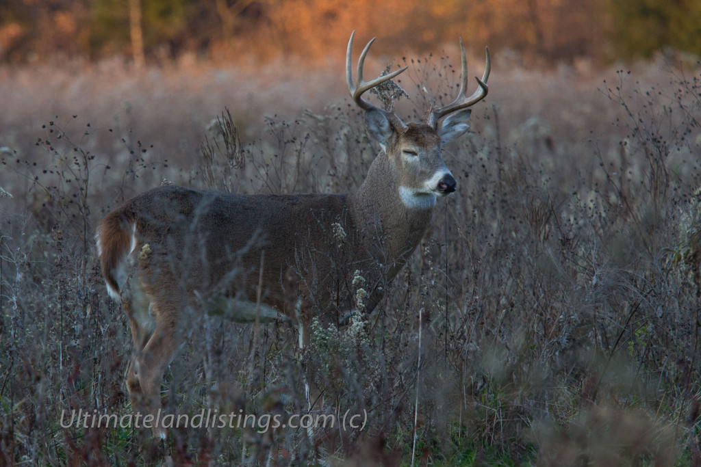 Whitetail buck -- Iowa.