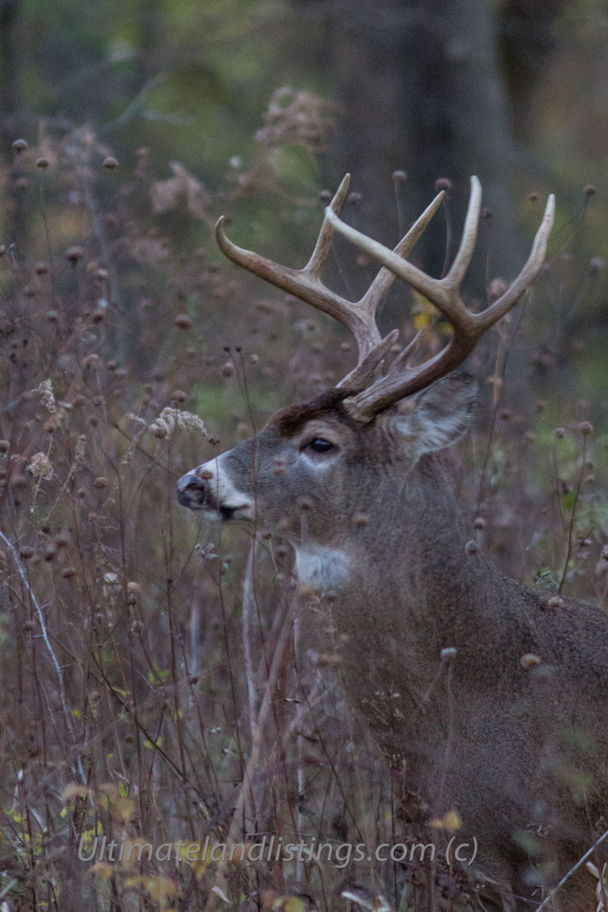Whitetail in Iowa during the rut...buck