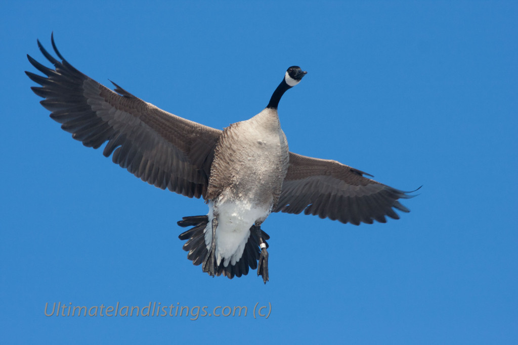 Canada goose with leg band flying.