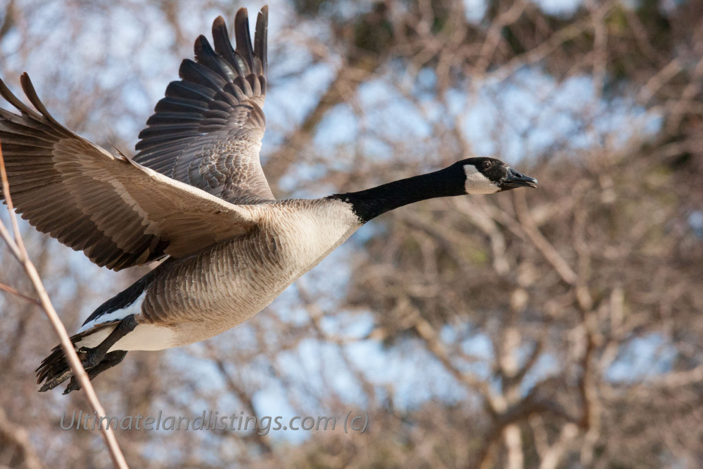 Canada goose flying against wooded backdrop.
