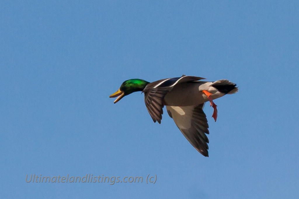 Drake mallard flying and quacking.
