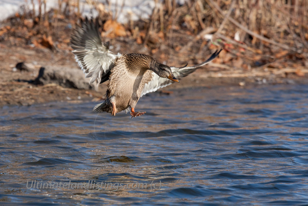Hen mallard landing in open water in river during winter in Iowa.