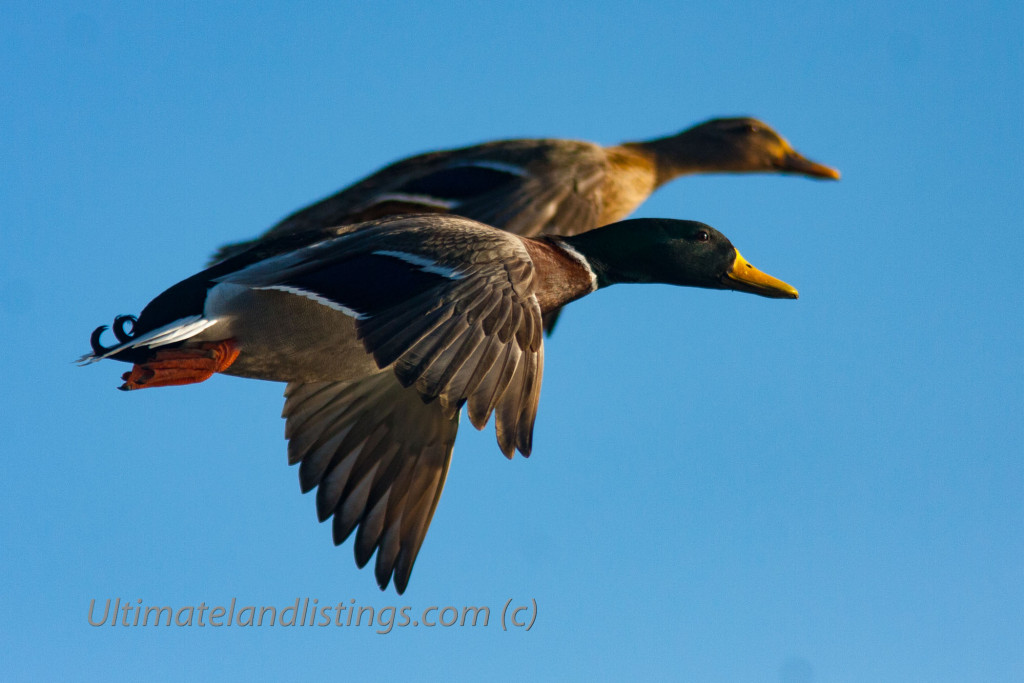 Drake and hen mallard, side-by-side, flying against clear blue sky.