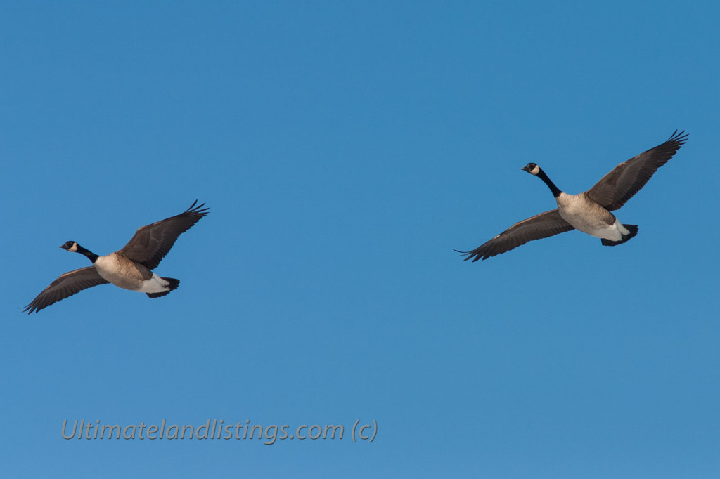 Canada geese flying against blue sky.