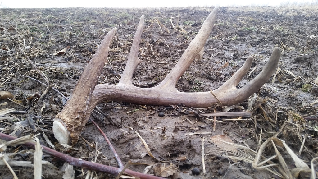 picture of a shed deer antler lying on the ground.