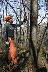 timber management - hunting land listing