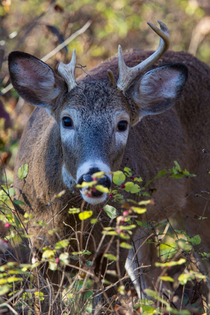 Young whitetail buck eating berry bushes in Iowa.