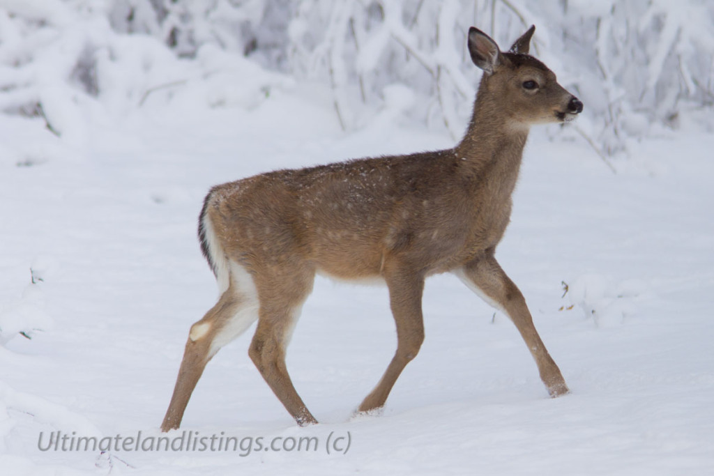 spotted whitetail fawn walking in the snow in Iowa.
