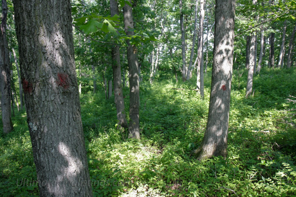 white oak stand with crop trees marked