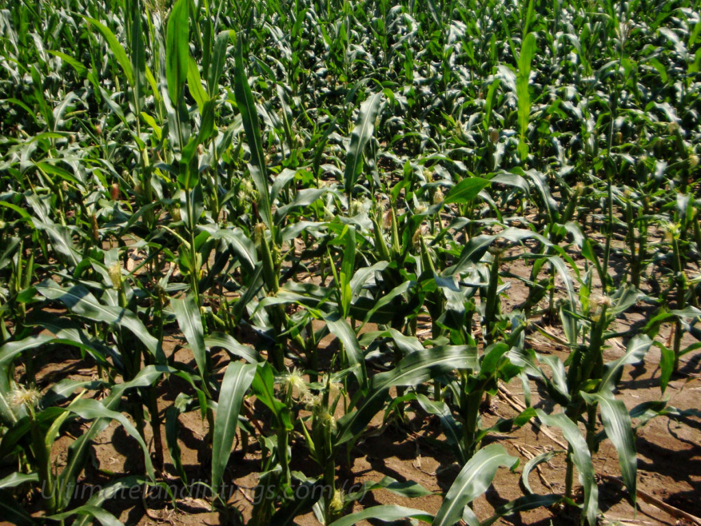 corn field in Iowa that has been eaten down by various wildlife