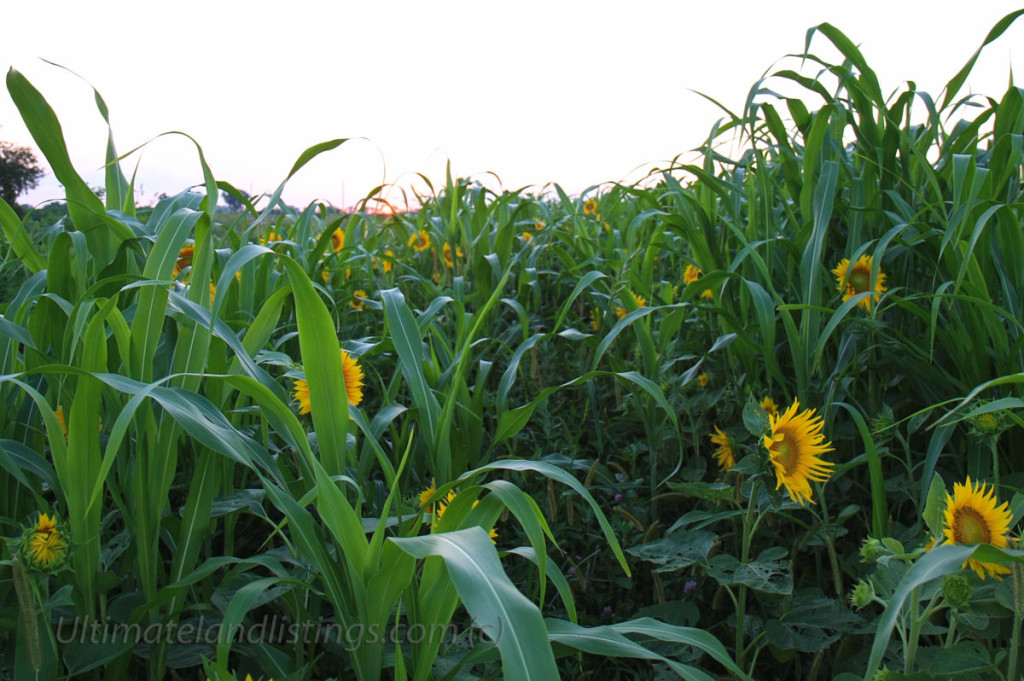 mix of sunflowers, Egyptian wheat, and soybeans in a food plot field.