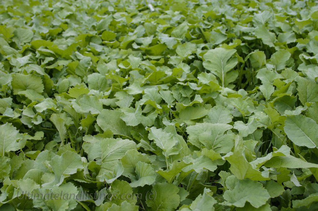brassica photo -- turnips, kale and rape