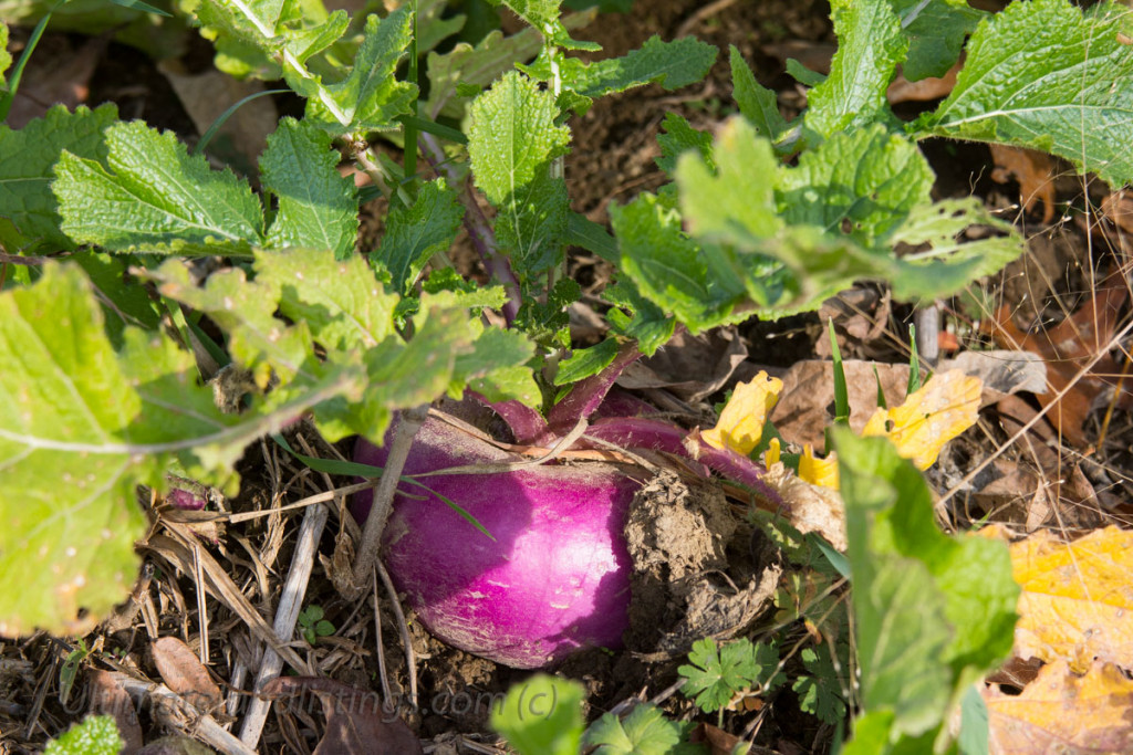 turnips -- like this purple top turnip -- make a good food plot item.