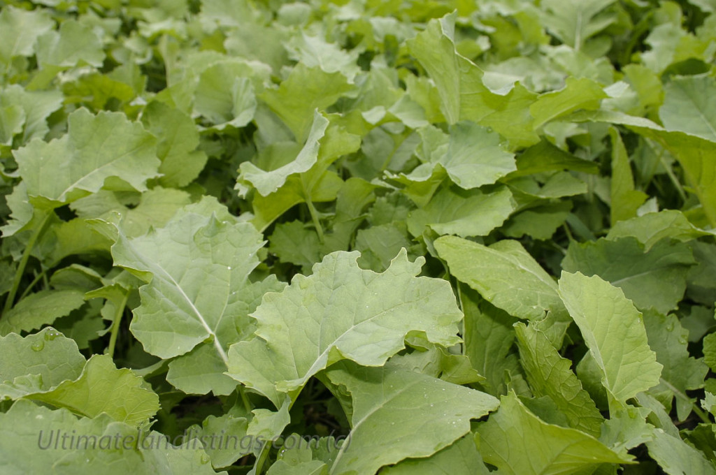picture of turnips patch growing in Iowa.