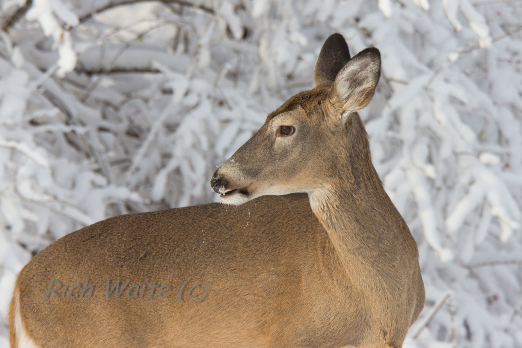 Whitetail doe in winter-Iowa.