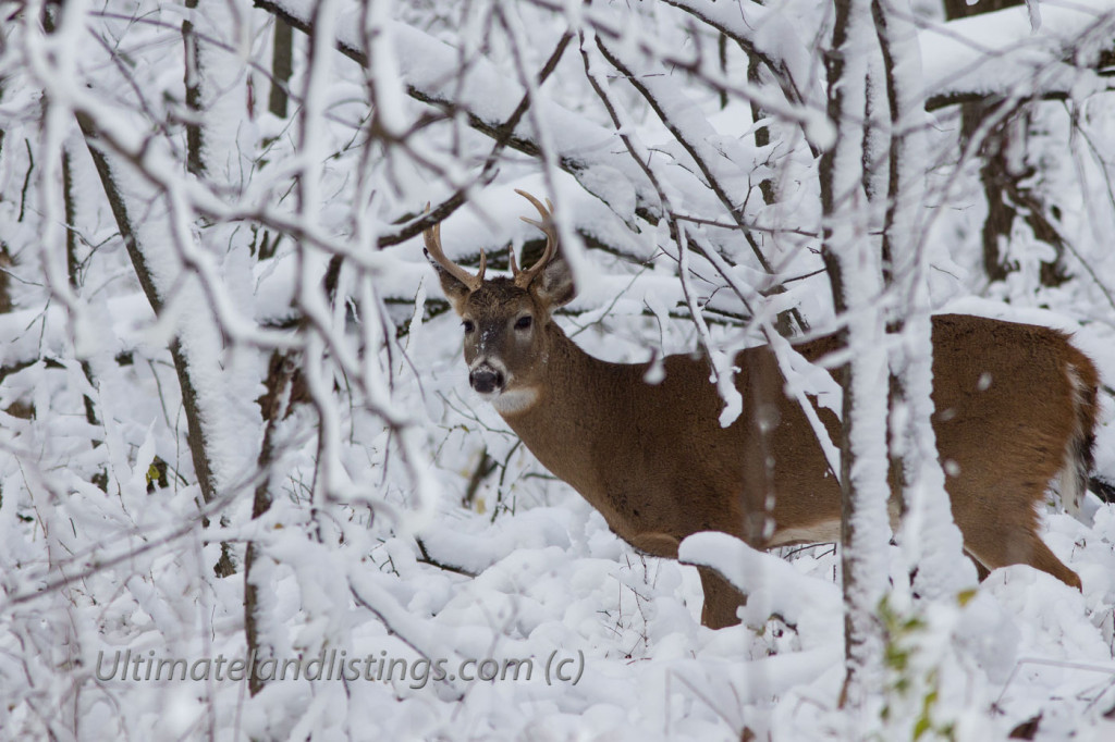 A small Iowa buck in the snow.