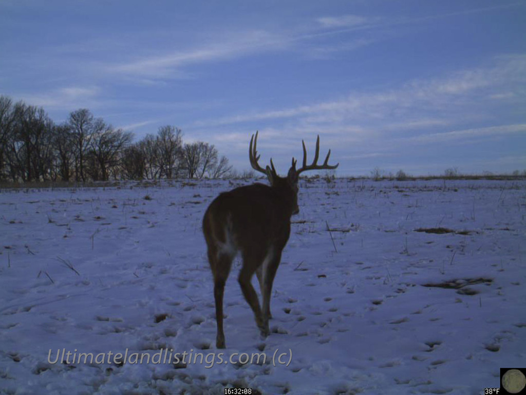 Big buck walking in snow in Iowa.